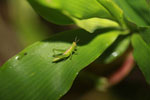 Green grashopper