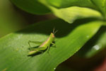 Green grashopper [brazil_1168]