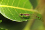 Green and brown cricket