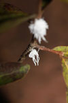 White lichen-like insect