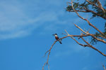 Amazon Kingfisher, Chloroceryle amazona [brazil_1215]