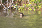 Giant Amazon River Otter