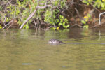 Giant Amazon River Otter [brazil_1220]