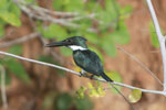 Amazon Kingfisher, Chloroceryle amazona