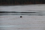 Giant Amazon River Otter