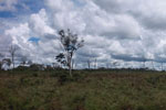Scrub vegetation in a deforested area in the Amazon