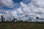 Scrub vegetation in a deforested area in the Amazon
