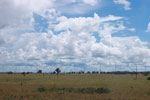 Deforested plain in the Amazon, now used for cattle
