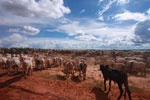Herd of cattle in the Amazon