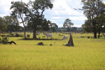 Greater Rhea (Rhea americana), cattle, and terminte mounds in the Pantanal