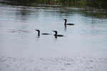 Cormorants in a river