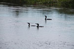 Cormorants in a river