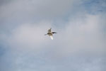 Jabiru stork (Jabiru mycteria) in flight