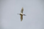 Jabiru stork (Jabiru mycteria) in flight