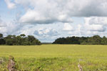 Grass and forest islands in the Pantanal