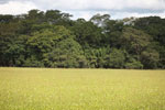 Grass and forest islands in the Pantanal