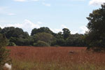 Red grass in the Pantanal