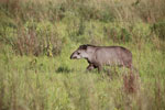 Lowland Tapir (Tapirus terrestris) [juvenile]