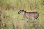 South American Tapir (Tapirus terrestris) [juvenile]