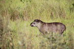 Lowland Tapir (Tapirus terrestris) [juvenile]