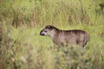 South American Tapir (Tapirus terrestris) [juvenile] [brazil_1380]