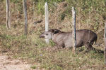 Brazilian Tapir (Tapirus terrestris) [juvenile]