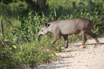 Juvenile Brazilian Tapir (Tapirus terrestris) crossing a road in the Pantanal