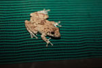 Frog [brazil_1401]