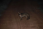 Common Fox (Cerdocyon thous)