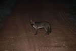 Wood Fox (Cerdocyon thous)