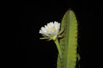 Night-blooming cactus flower