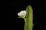 Night-blooming cactus flower
