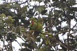 Scaly-headed parrot (Pionus maximiliani)?