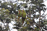 Scaly-headed parrot (Pionus maximiliani)? [brazil_1435]