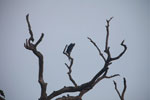 Hyacinth Macaw (Anodorhynchus hyacinthinus) [brazil_1448]