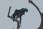 Hyacinth Macaw (Anodorhynchus hyacinthinus) [brazil_1453]