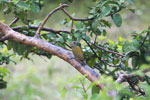 Little Woodpecker (Veniliornis passerinus) [brazil_1483]