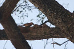 Rufous Hornero (Furnarius rufus) building a nest