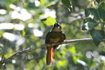 Rufous-tailed Jacamar (Galbula ruficauda)