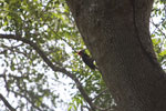 Lineated Woodpecker (Dryocopus lineatus) [brazil_1510]