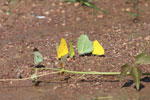 Yellow and light green butterflies