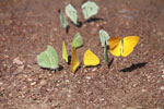Yellow and light green butterflies [brazil_1522]