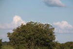Cattle egret tree