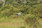 Cocoi Heron (Ardea cocoi) in flight