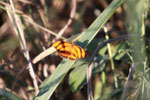 Orange and black butterfly