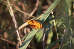 Orange and black butterfly [brazil_1560]