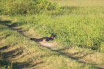 Black caiman [brazil_1565]