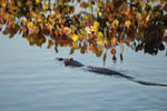 Black caiman swimming