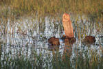 Several capybara swimming, including babies