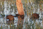 Several capybara swimming, including babies